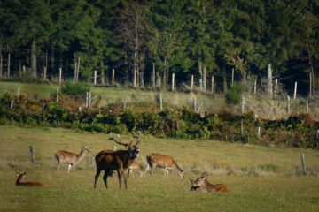La Roulotte des Ardennes - Provedroux - Haute Ardenne-1